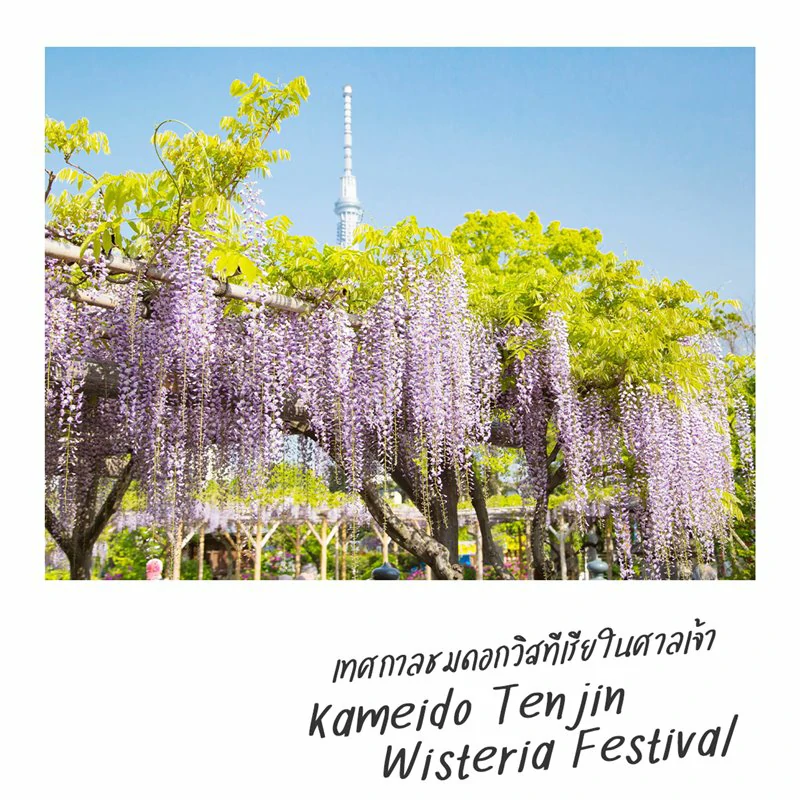 Kameido Tenjin Wisteria Festival เทศกาลชมดอกวิสทีเรียในศาลเจ้า